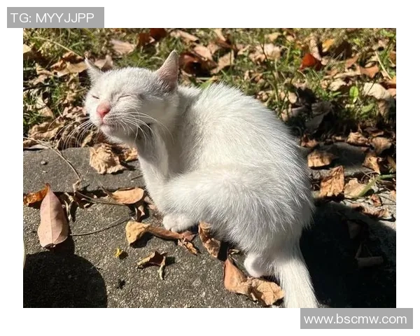 猫咪的优雅与灵动竟然与足球明星有着惊人的相似之处